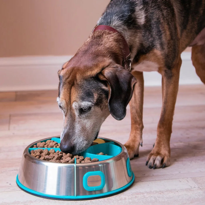 Perro comiendo de su cuenco